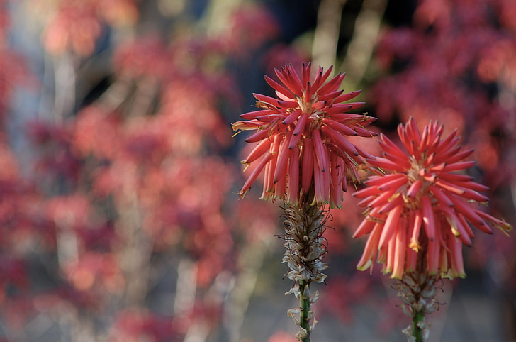 aloe, flower, nature, flora, pink, exotic