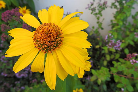 sun hat, yellow, yellow flowers, flower, blossom, bloom, yellow coneflower