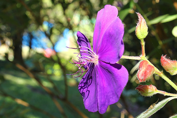 quaresmeira, quaresmeira violet, Tibouchina granulosa, fleur du champ, fleur de la Sierra, fleurs, nature