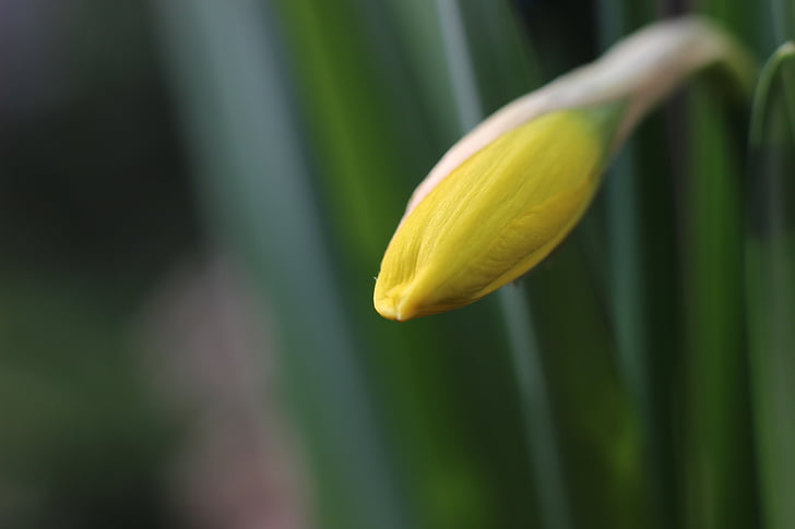 Narciso, Narciso, amarillo, flor, floración, Bud, primavera