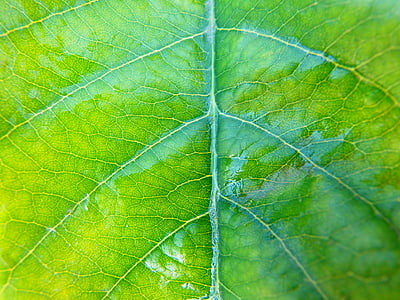 Leaf, naturen, Anläggningen, närbild, fräschör, bakgrunder, grön färg