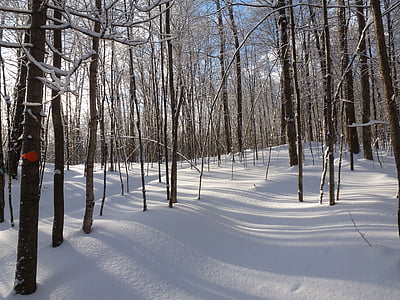 forest, winter, snow, shadows, trees, white, trail
