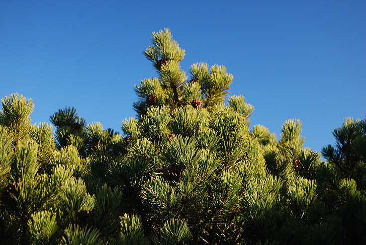 kosodrzewia, vegetation, green, nature, tree, blue, sky
