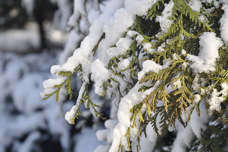vinter, snö, gren, Frost, träd, Biel, trädgård