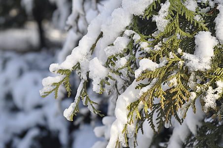 winter, snow, branch, frost, tree, biel, garden