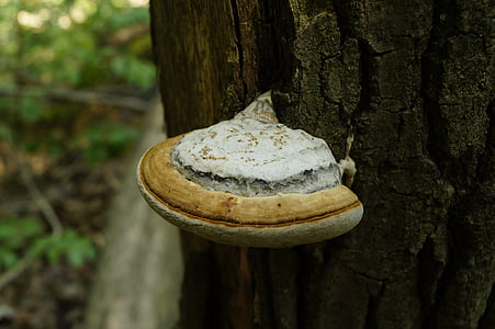 houby, dřevo, Les, Příroda, závod