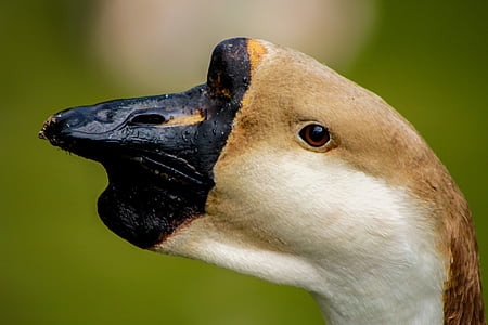 Swan, vták, vedúci, detailné, nos