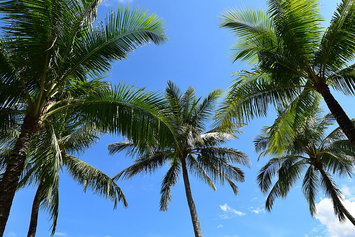 palm trees, sea, beach, sunshine, blue sky