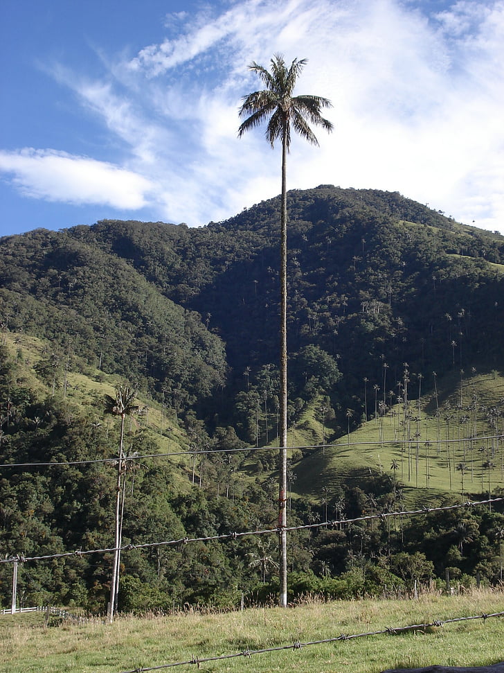 landscape, hills, palma