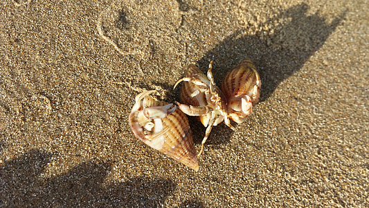 Bernard-l'ermite, sable, plage, nature, coquille, Ermite, crabe