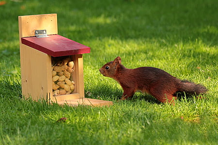 animal, esquilo, Sciurus, forrageamento, caixa de alimentação, amendoim, roedor