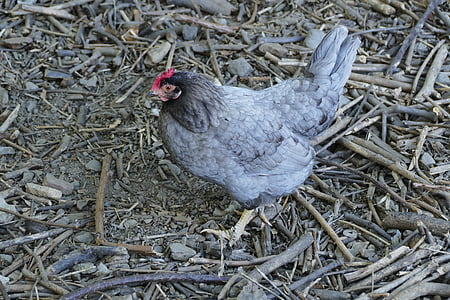 кокошка, пилета, пиле, птици, природата, перести, Селско стопанство