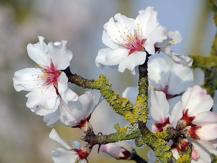 mandljev cvet, frühlingsanfang, cvetoče vejice, pomlad, Pomladno prebujanje, cvetje, mandljev drevesa