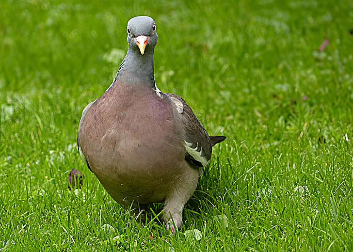 pigeon sauvage, tourterelles et pigeons, Colombe, oiseau, recherche de nourriture, jardin