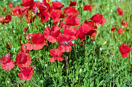 Poppy, bunga, Blossom, mekar, merah, bidang poppies, alam