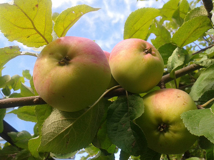 žetev, jabolko, jablana, jeseni, vrt, narave