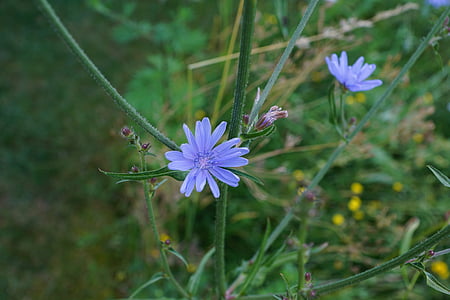 chicory, flower, blue, meadow, green