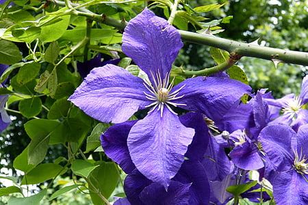 clematis, blossom, bloom, stamens, flowers, plant, violet