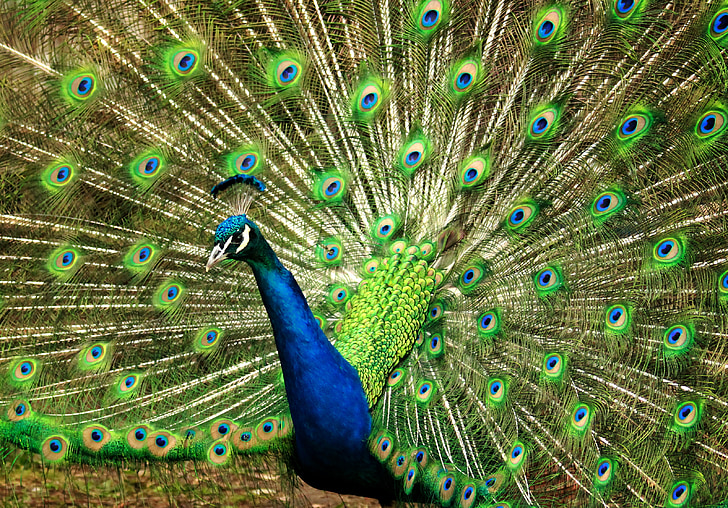 peacock, blue, green, feather, nature, animal, colorful