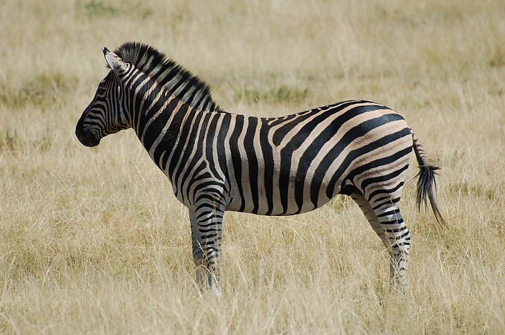 Zebra, zvíře, volně žijící zvířata, Afrika, Wild, Safari