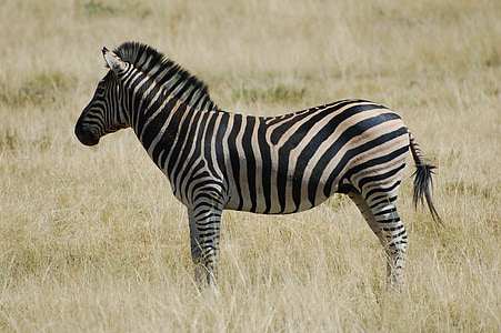 Zebra, životinja, biljni i životinjski svijet, Afrika, divlje, Safari