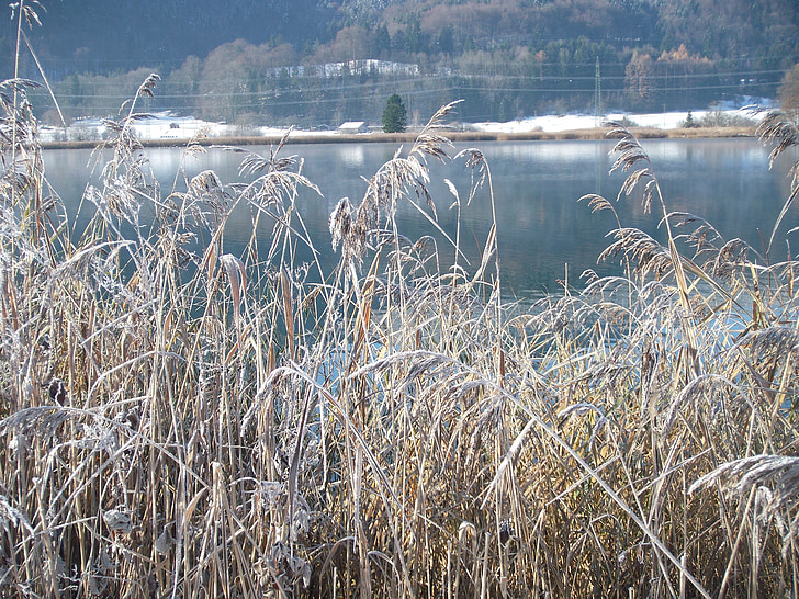 téli tó, téli, fagyasztott, természet, fagy, hideg, nád