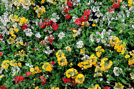 nemesia, 꽃, 다채로운, 꽃, 블 룸, 발코니 식물, nemesia strumosa