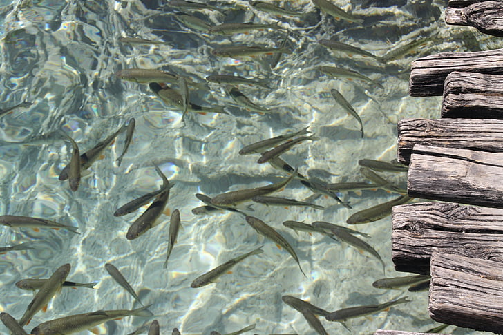 ψάρια, Λίμνη, Κροατία, εθνικό πάρκο, καθαρό νερό