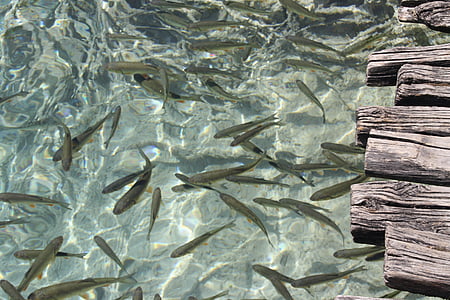 hal, tó, Horvátország, nemzeti park, tiszta víz