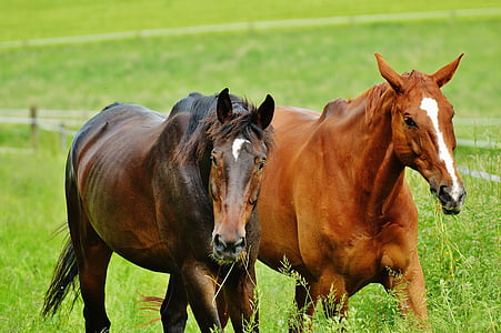 cavalls, per a dos, acoblament, sementals, menjar, pàdoc, marró