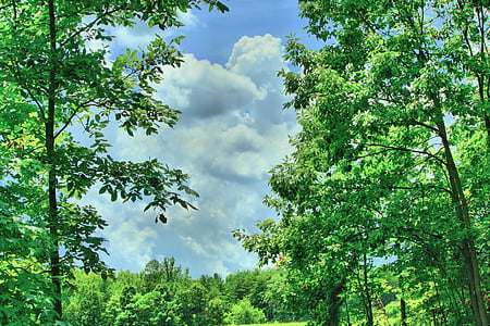 cumulus, tree, organic, agriculture, trunk, leaves, branches