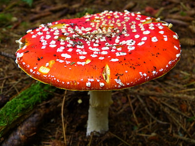飞金顶, 红色, 蘑菇, 红色飞木耳蘑菇, 发现, 森林, 自然