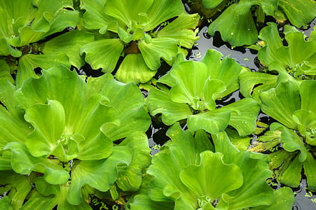 Lotus, Leaf, Zelená, Príroda, prírodné, rastlín, Záhrada