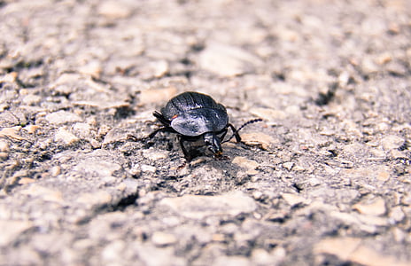 insekt, Nærbillede, Bille, asfalt, natur, Europa, 2016