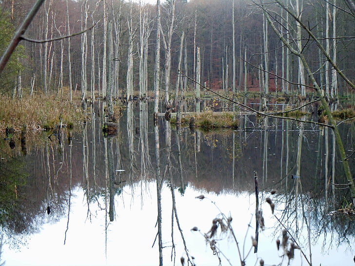 drevesa v vodi, Waldsee, zrcaljenje