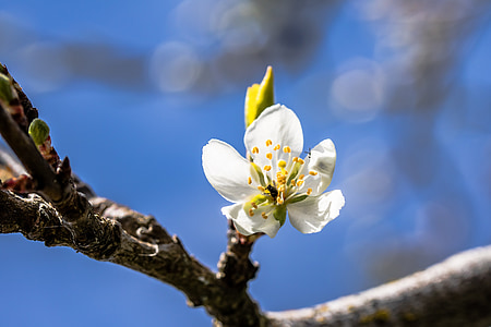 Plum blossom, Cây mận, Prunus domestica, mận chồi, lá, thân cây có hoa, chi nhánh