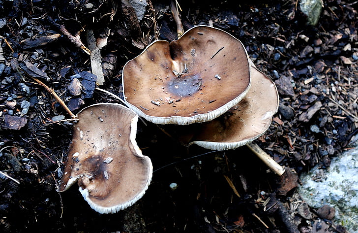 měkká červenožlutá, houby, Les, Příroda
