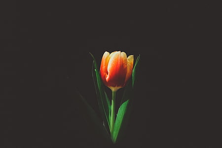 flower, rose, nature, stem, bloom, orange, dark