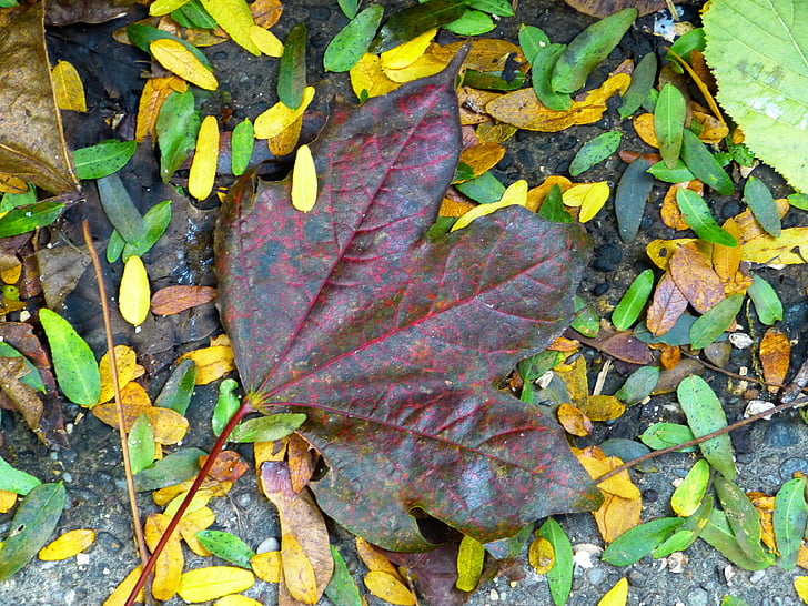 leaf, maple, colorful, leaves, red leaf, autumn, fall foliage