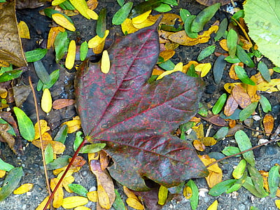 Blatt, Ahorn, bunte, Blätter, rotes Blatt, Herbst, Herbstlaub