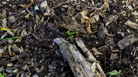ground, texture, wood, nature, outdoor, dirt, plant