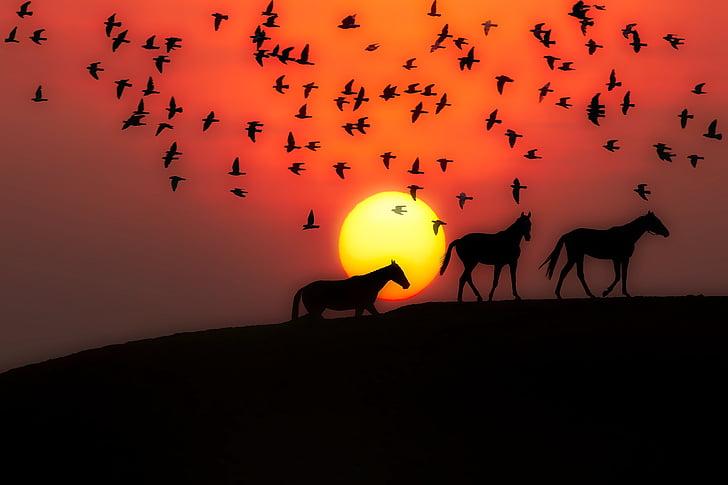 zonsondergang, schemering, silhouetten, paarden, vogels, landschap, mooie