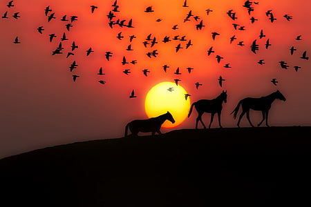 coucher de soleil, tombée de la nuit, silhouettes, chevaux, oiseaux, paysage, belle