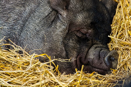 pig, animal, livestock, sleeping, resting, straw, cute