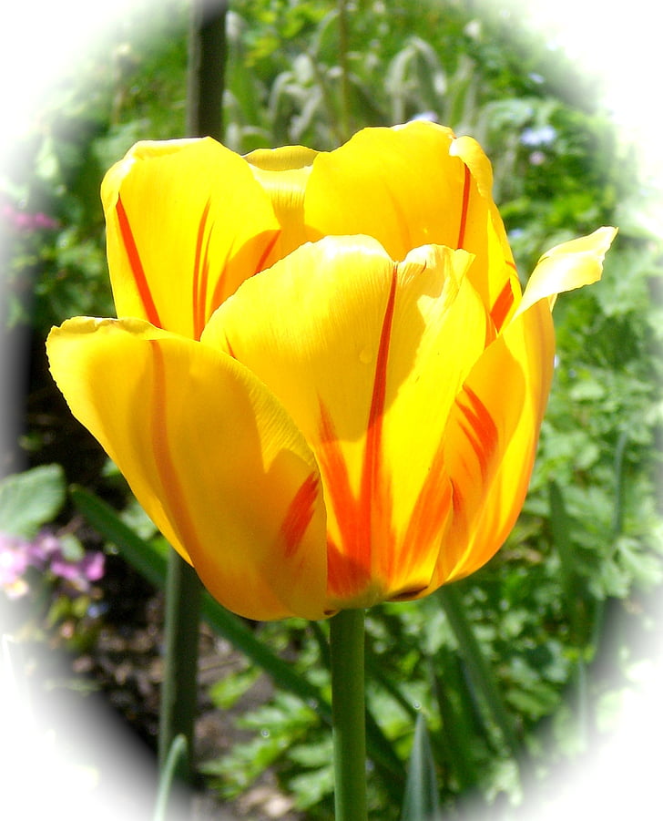 Tulip, gul, blomster, forår, flora, gule blomster, Luk