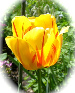 Tulip, amarillo, flores, primavera, flora, flores amarillas, cerrar
