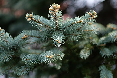Weihnachtsbaum, Winter, Weihnachten, Tanne, Santa claus, Weihnachts-Dekoration, Weihnachts-shopping