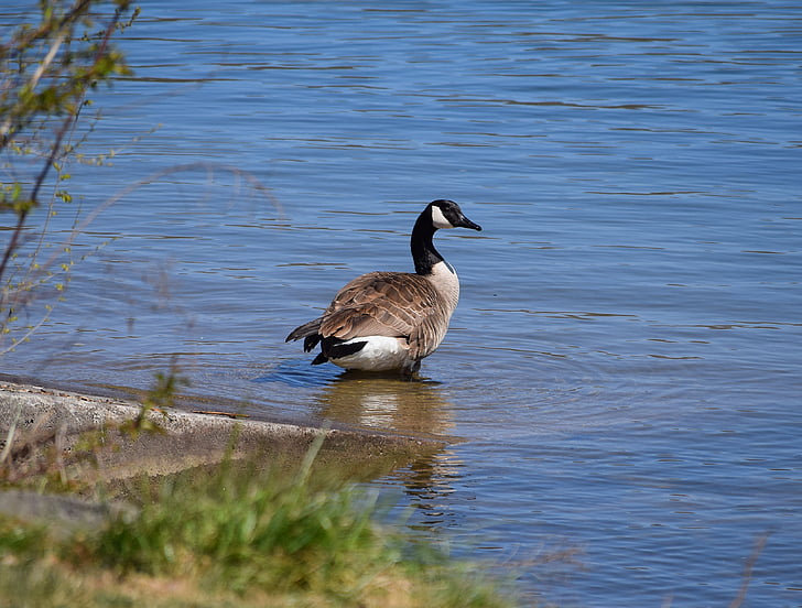 canada goose, goose, aquatic, bird, animal, nature, water