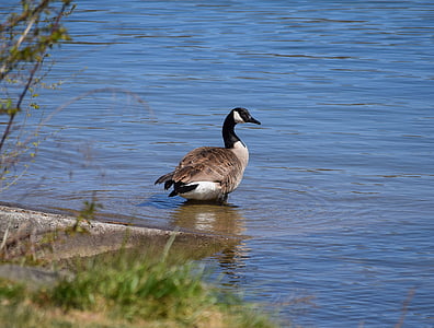 Canada goose, gans, aquatische, vogel, dier, natuur, water
