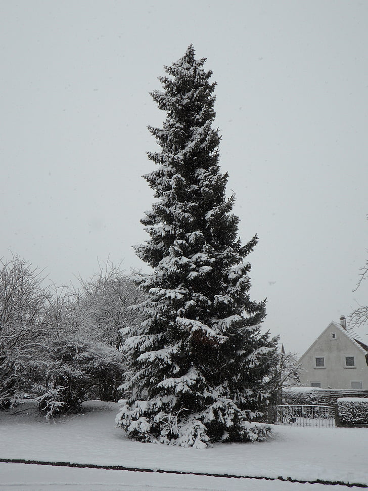 snowy, fir, high, huge, snow, winter, tree